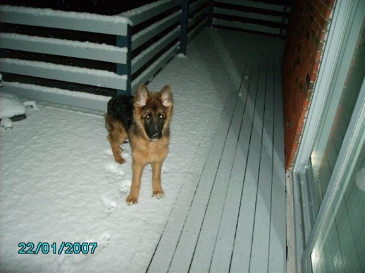 Schæferhund Gonzo (forældres) - Sne. Det er første gang billede 7
