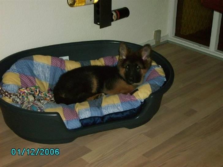 Schæferhund Gonzo (forældres) - Putte i kurven billede 8