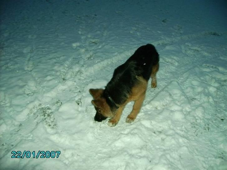 Schæferhund Gonzo (forældres) - Hihi det er sjovt med sne billede 9