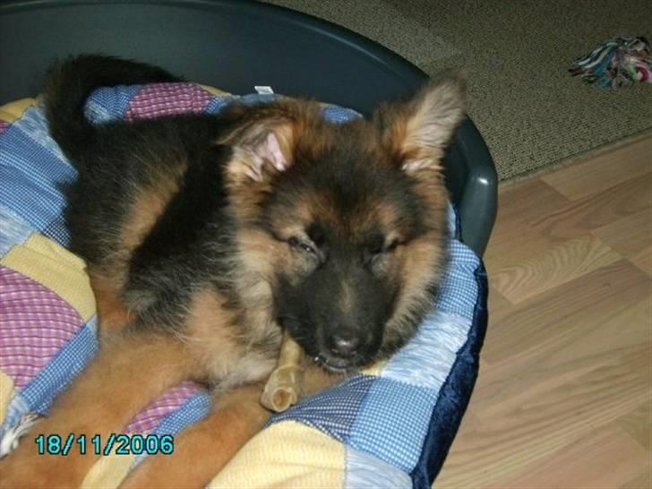 Schæferhund Gonzo (forældres) - Man skal kunne tygge og sove samtidig billede 10