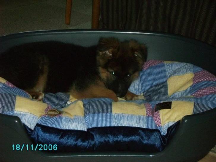 Schæferhund Gonzo (forældres) - Møder sin nye seng for første gang. billede 11