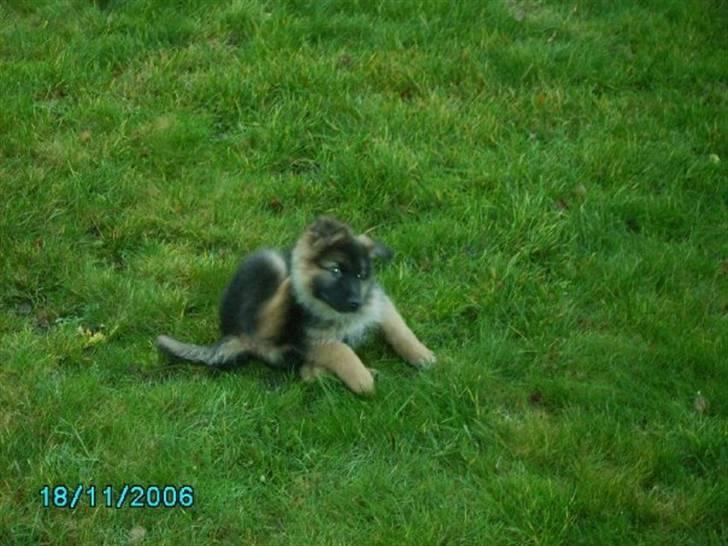 Schæferhund Gonzo (forældres) - Skat jeg tror det er lopper. billede 12