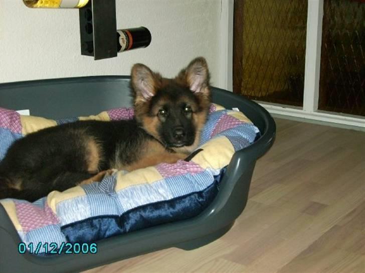 Schæferhund Gonzo (forældres) - Så er ørerne kommet rigtig op at stå.  billede 13