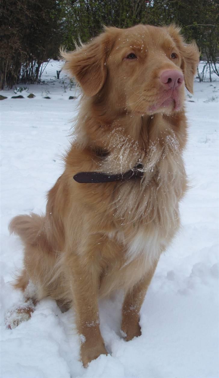 Nova scotia duck tolling retriever *R.I.P* 8/1 2009 Balto - Balto i sne´en! ;) billede 16