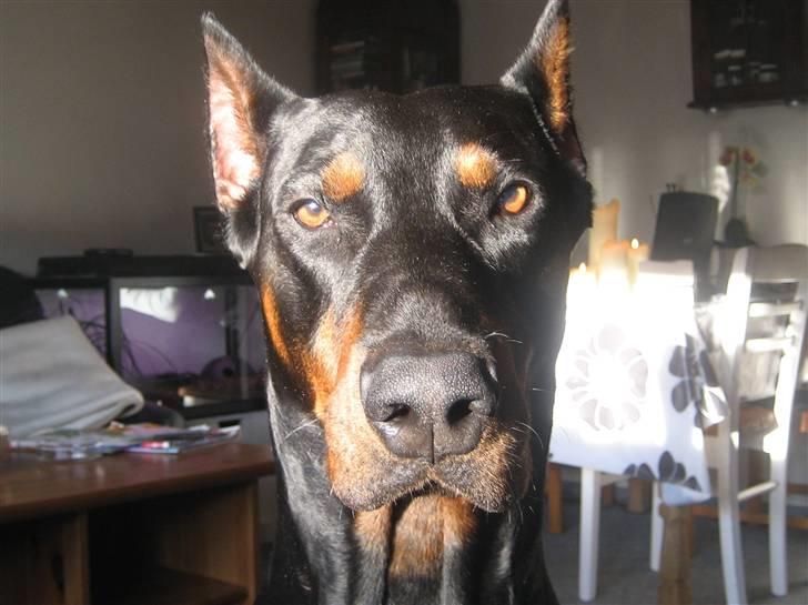 Dobermann SPIKE     R.I.P 3/11-2009 billede 1