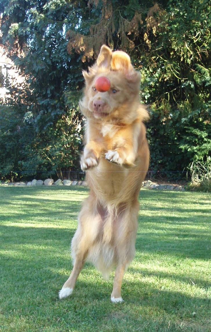 Nova scotia duck tolling retriever *R.I.P* 8/1 2009 Balto - Haha´ MEGA komisk billede. Har lige kastet bolden til ham, mega underlig udtryk han har! :P billede 17