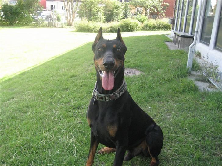 Dobermann SPIKE     R.I.P 3/11-2009 billede 2