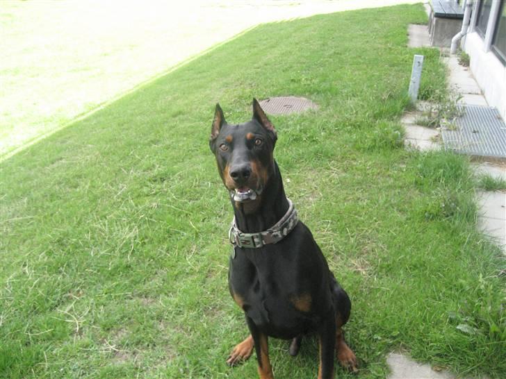 Dobermann SPIKE     R.I.P 3/11-2009 billede 3