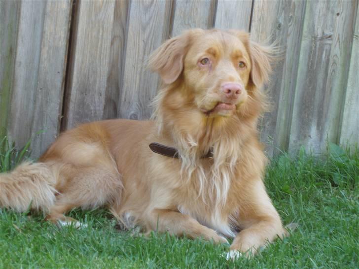 Nova scotia duck tolling retriever *R.I.P* 8/1 2009 Balto - Ligger lige og tager en slapper i skyggen .. (: billede 18