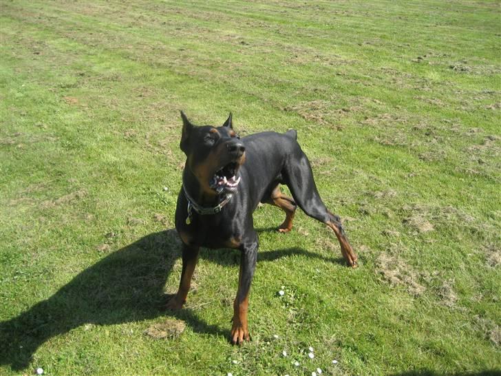 Dobermann SPIKE     R.I.P 3/11-2009 billede 4