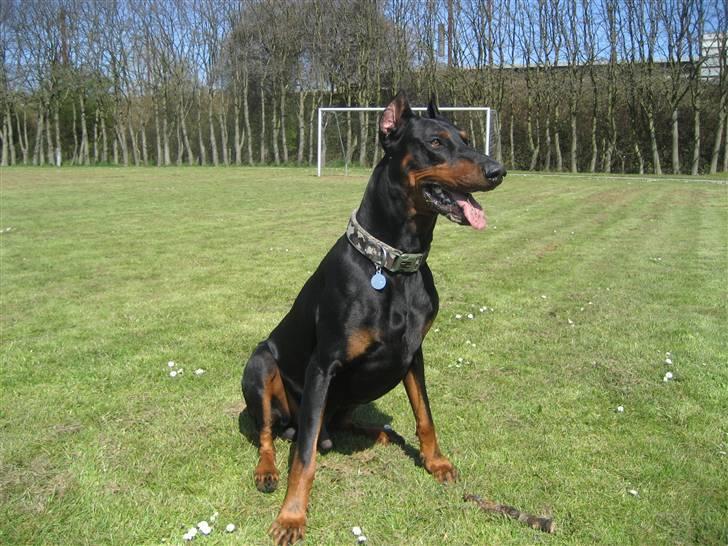 Dobermann SPIKE     R.I.P 3/11-2009 billede 5