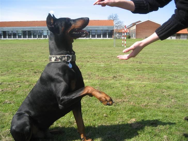 Dobermann SPIKE     R.I.P 3/11-2009 billede 6