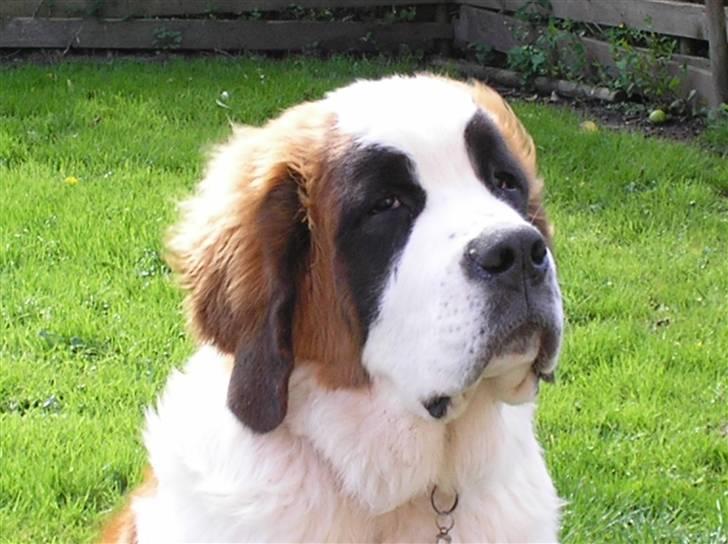 Sankt bernhardshund tulle R i p 2010 billede 10