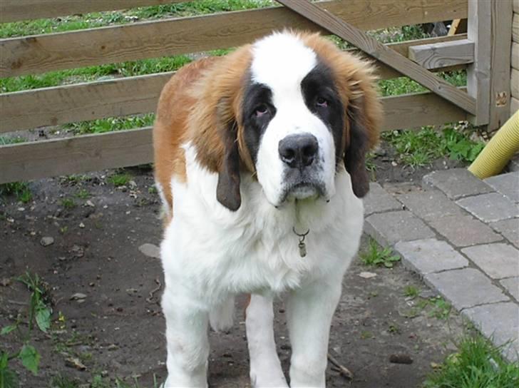 Sankt bernhardshund tulle R i p 2010 billede 11