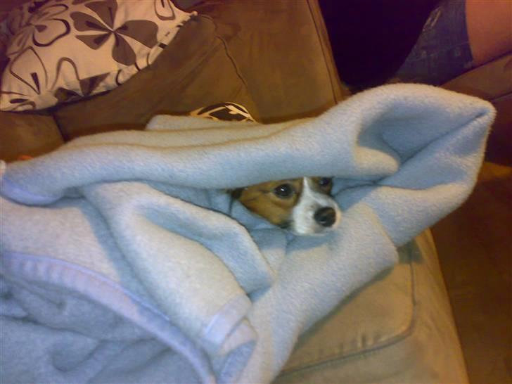 Papillon Mille - Har lige været i bad, så man fryser lidt.  billede 8