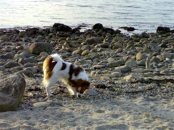 Papillon Mille - En tur på stranden. billede 9