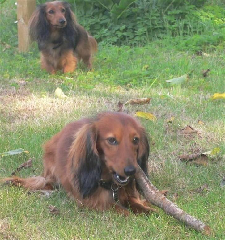 Dværggravhund  Anton  Himmelhund - aug 2010 billede 11