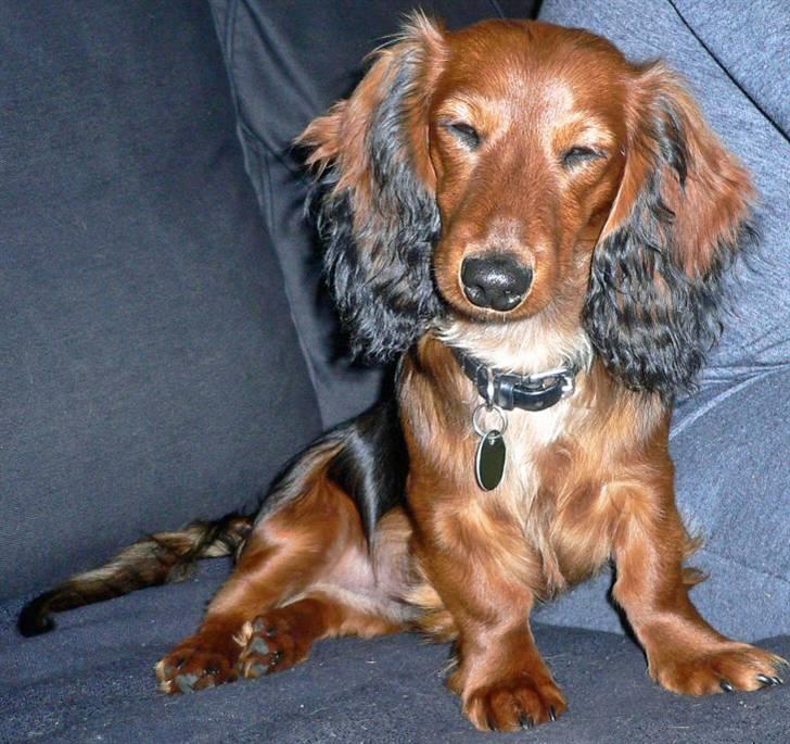 Dværggravhund  Anton  Himmelhund - jeg er bare SÅ sød !!! billede 12