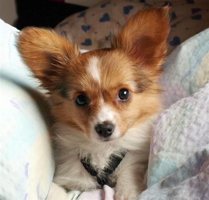 Blanding af racer Luna billede 1