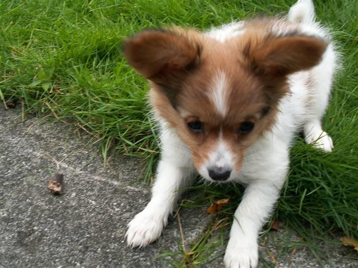 Blanding af racer Luna billede 2