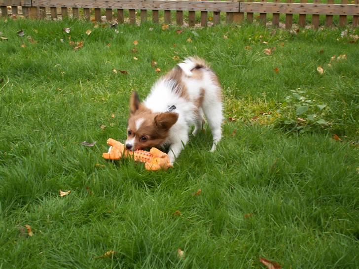 Blanding af racer Luna billede 3