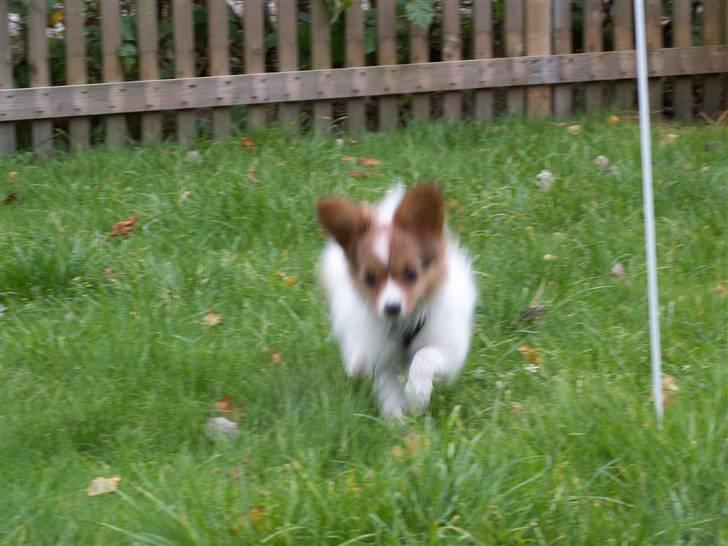 Blanding af racer Luna billede 4