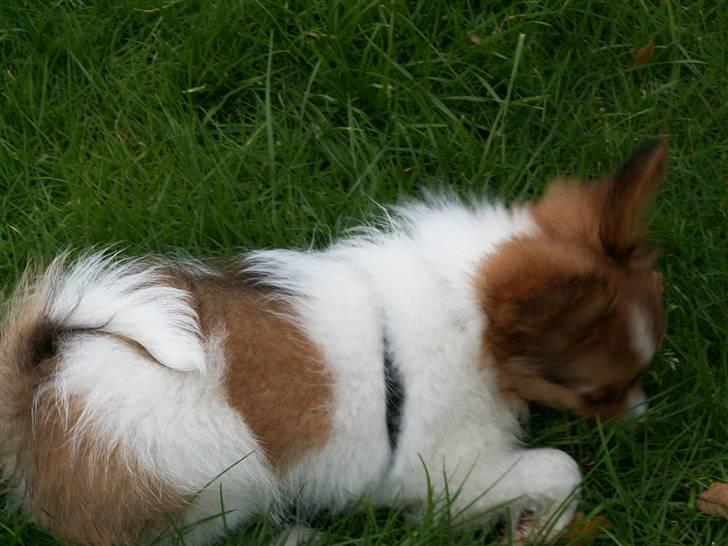 Blanding af racer Luna billede 6