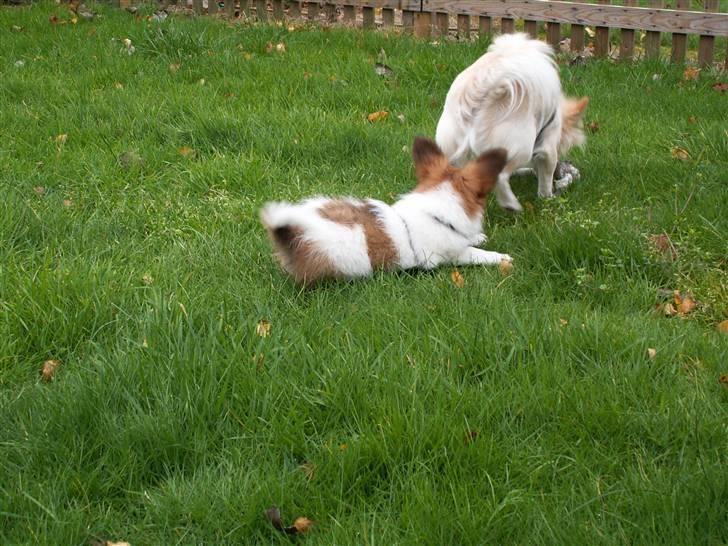 Blanding af racer Luna billede 7