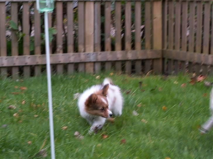 Blanding af racer Luna billede 8