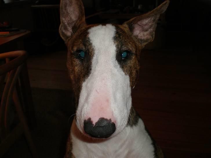 Bullterrier ODIN billede 11