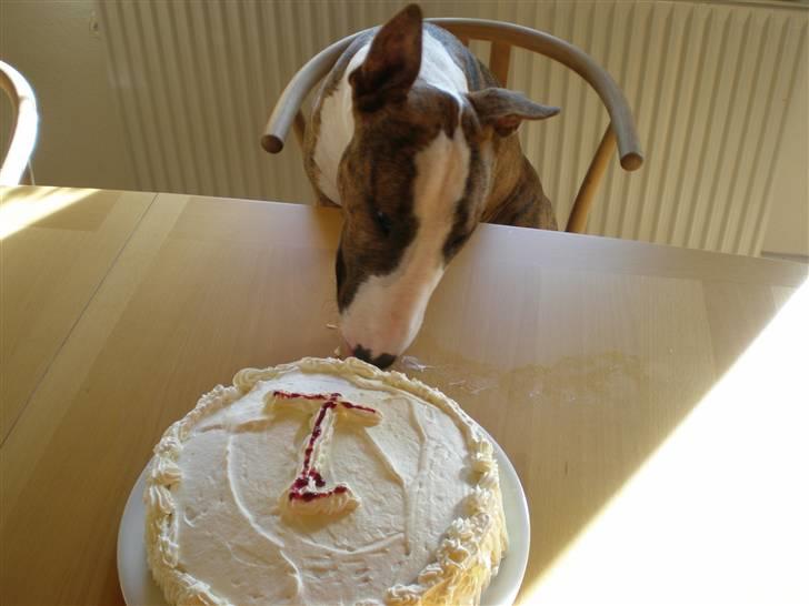 Bullterrier ODIN - 1 års fødselsdag og dejlig lagkage!!! billede 12