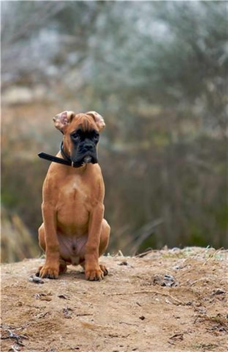 Boxer Titan - Titan 13 uger billede 1