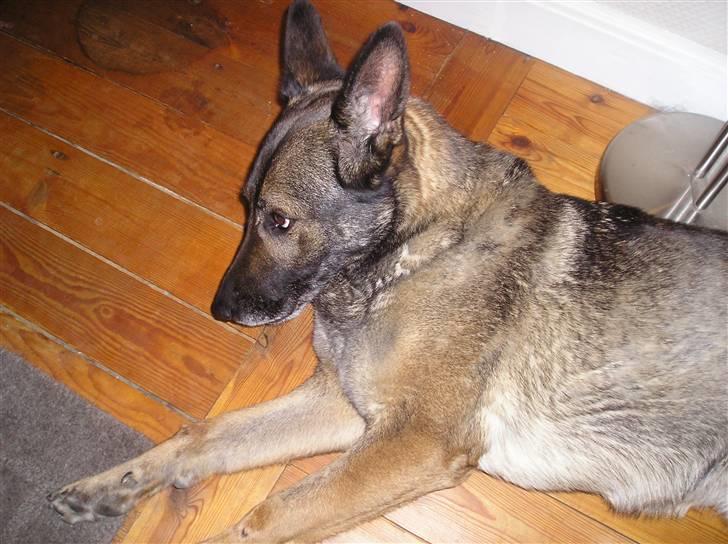 Schæferhund Flair R.I.P - flair er meget træt men har haft en goddag billede 8