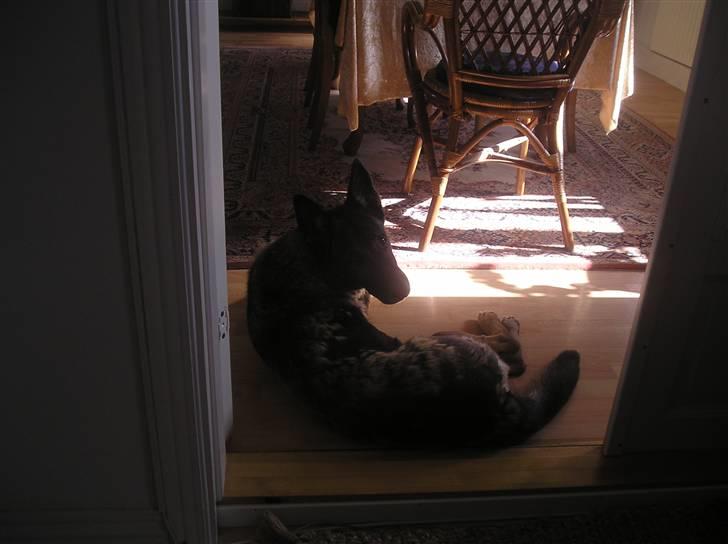 Schæferhund Flair R.I.P - flair ligger ved døren ind til stuen billede 9