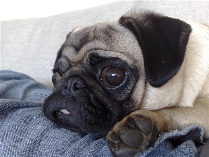 Mops Louis billede 15