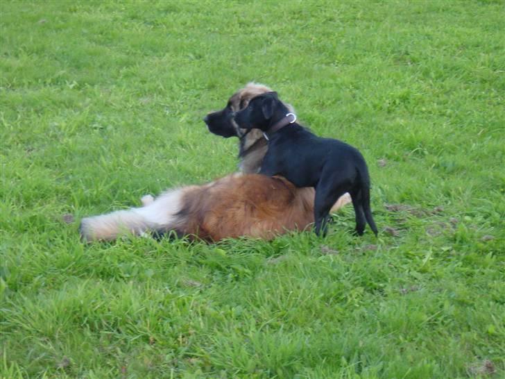 Leonberger Leodania´s Phaona Shewolf - Kommer der nogen vi kan lege med billede 7