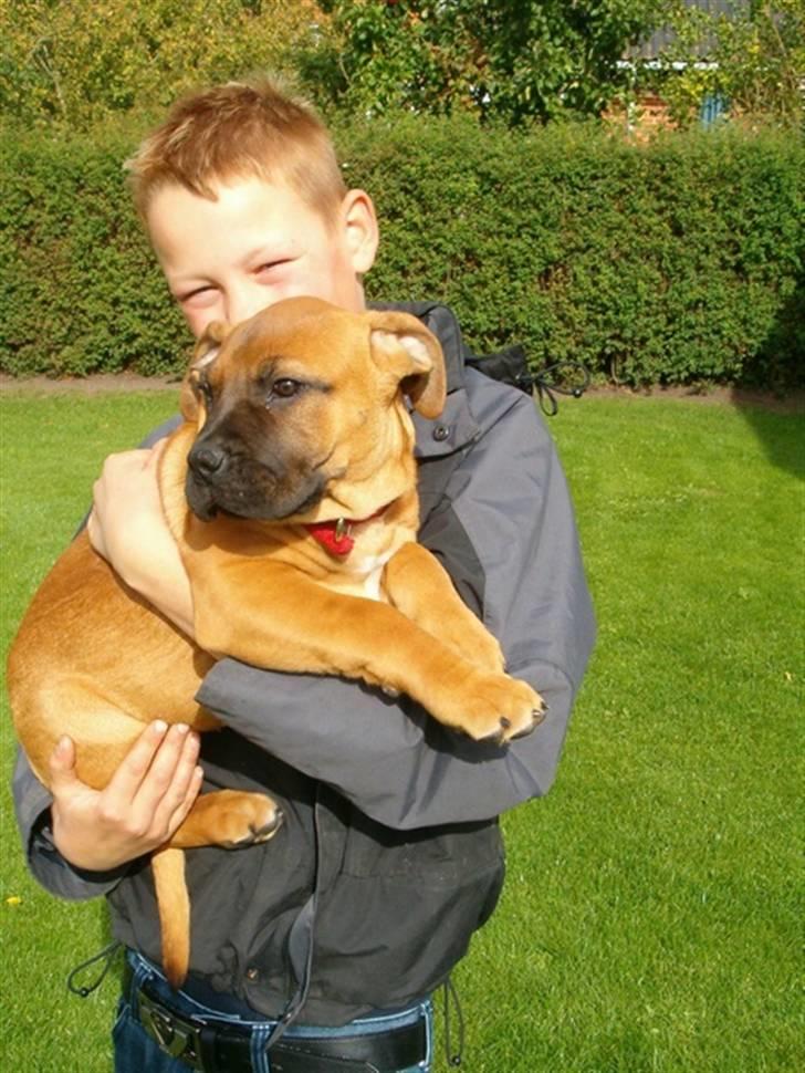 Boerboel RATHMANNS RED WUBA billede 19