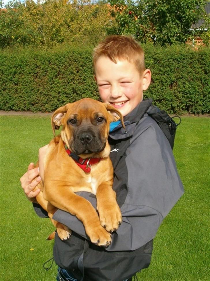 Boerboel RATHMANNS RED WUBA billede 20