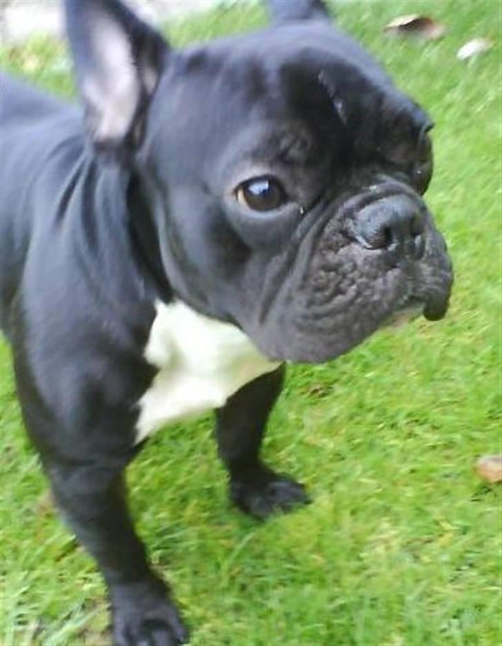 Fransk bulldog Zeus billede 1