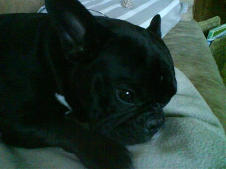 Fransk bulldog Zeus billede 2