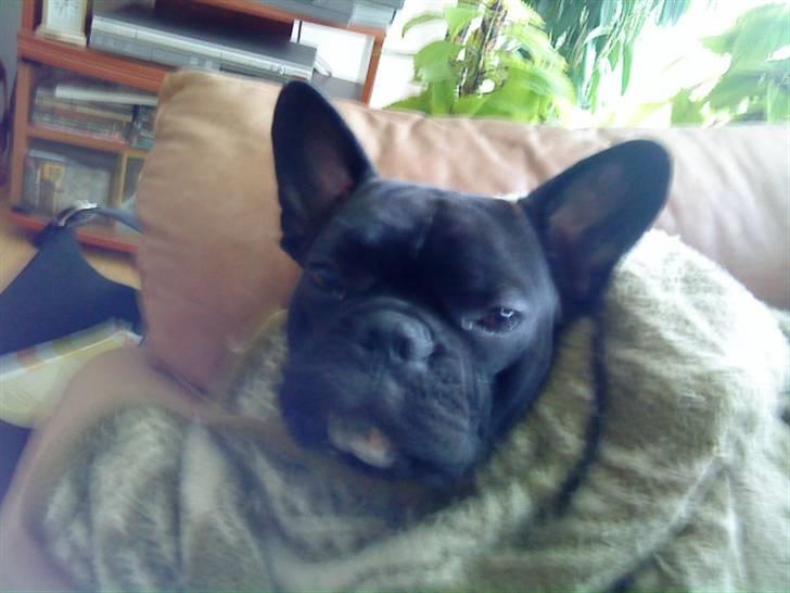 Fransk bulldog Zeus billede 3
