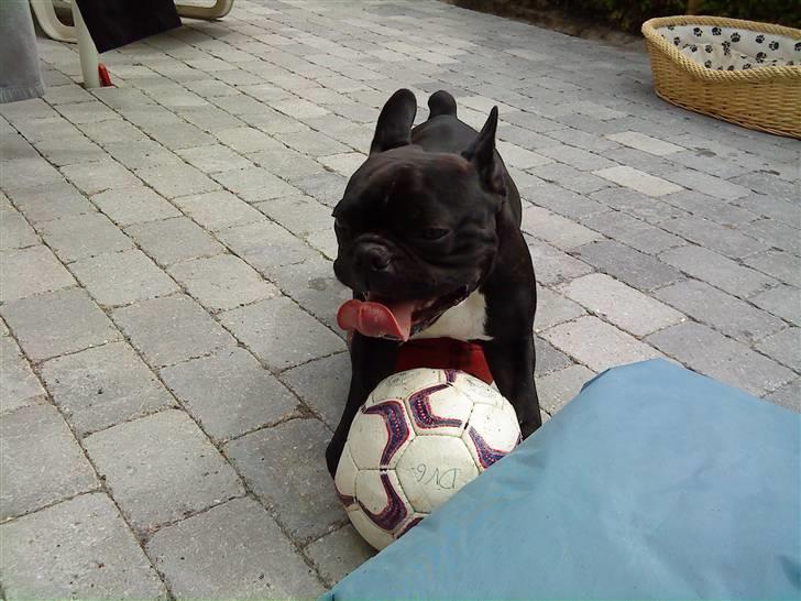 Fransk bulldog Zeus billede 4