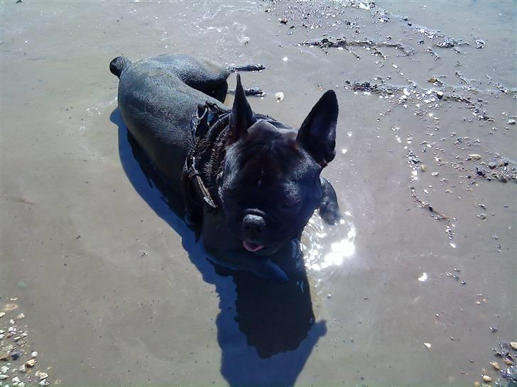 Fransk bulldog Zeus billede 5