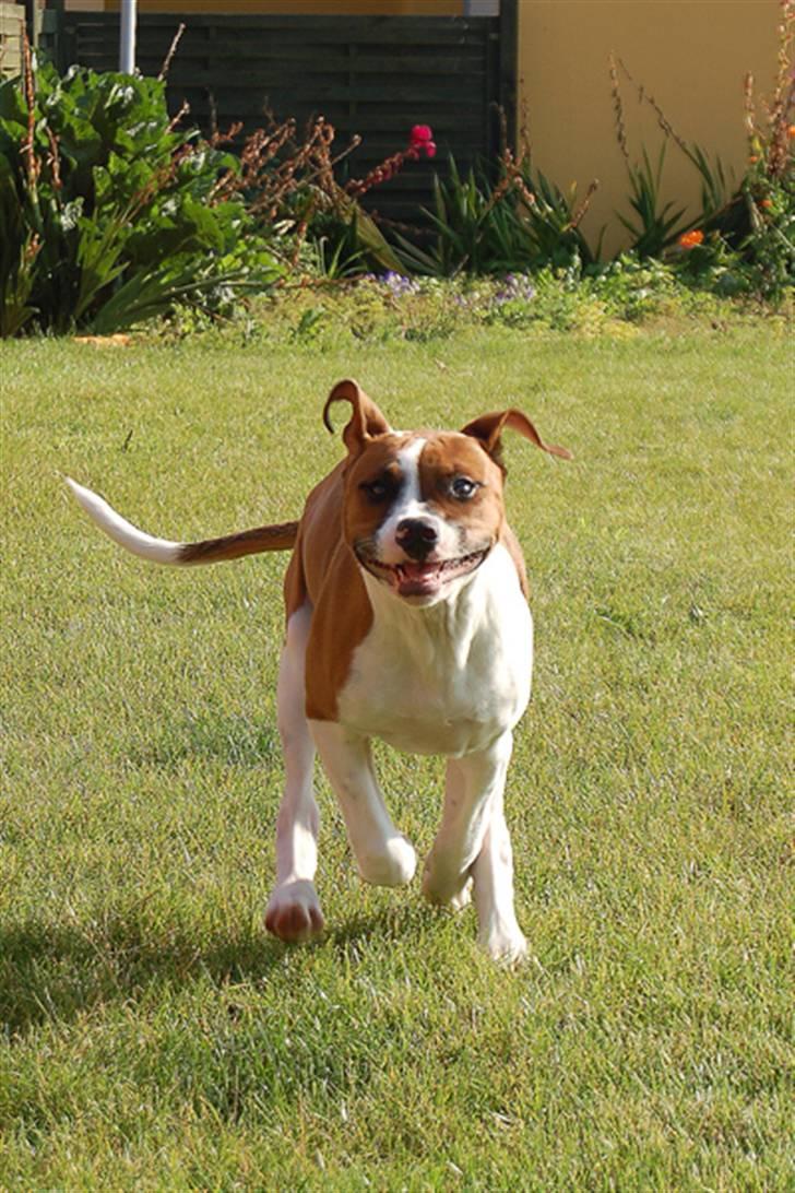 Amerikansk bulldog Luna - Luna ligner hyænen Ib fra "Løvernes konge" billede 2