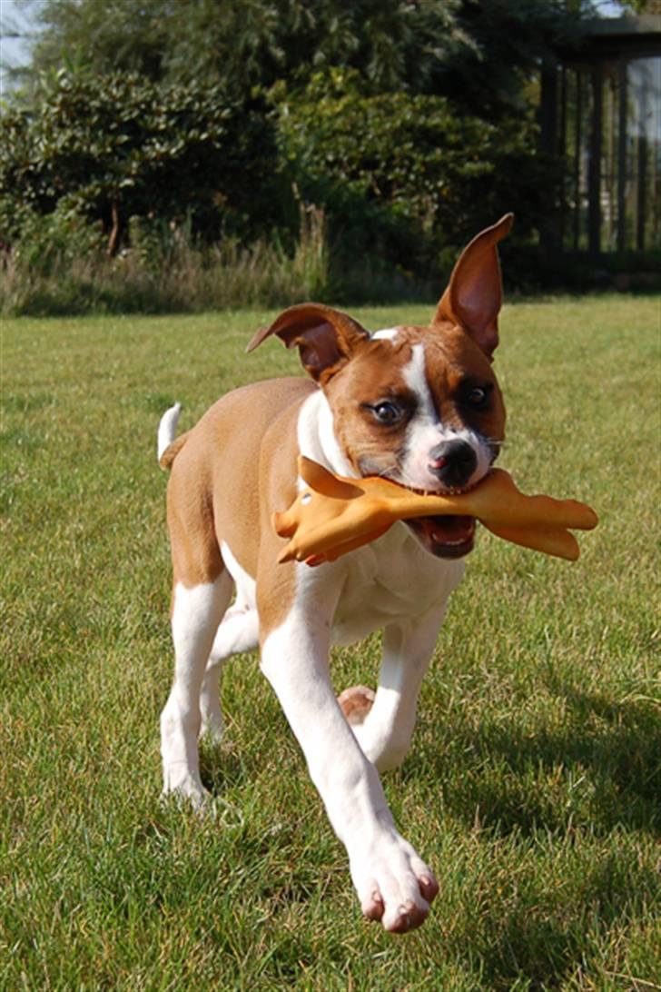 Amerikansk bulldog Luna - Luna fjolleleger (september 08) billede 3