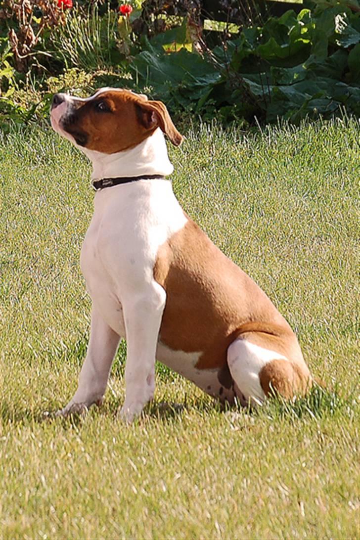 Amerikansk bulldog Luna - Mor se hvor fint jeg sidder!!! (giv mig nu den godbid - oktober 08) billede 4