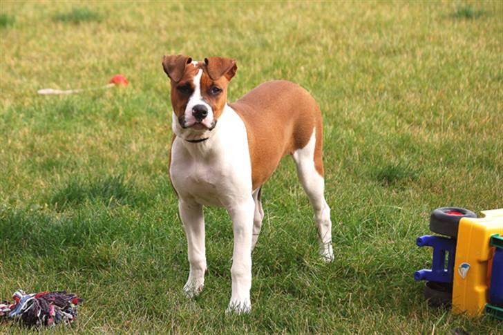 Amerikansk bulldog Luna - Hvad er det du står med mor, kan det mon spises??? billede 5