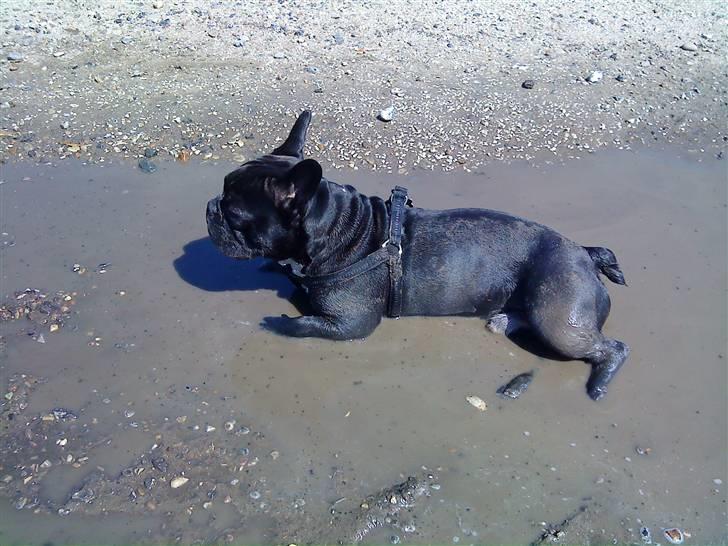 Fransk bulldog Zeus billede 6