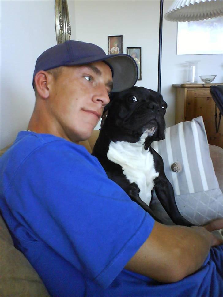 Fransk bulldog Zeus billede 7