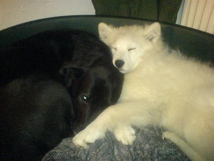 Samojedhund Mickey d. anden - Det er da hygge. Jeg elsker bare min storebror billede 9